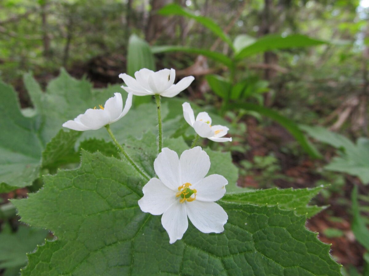 Фото: na-dache.pro