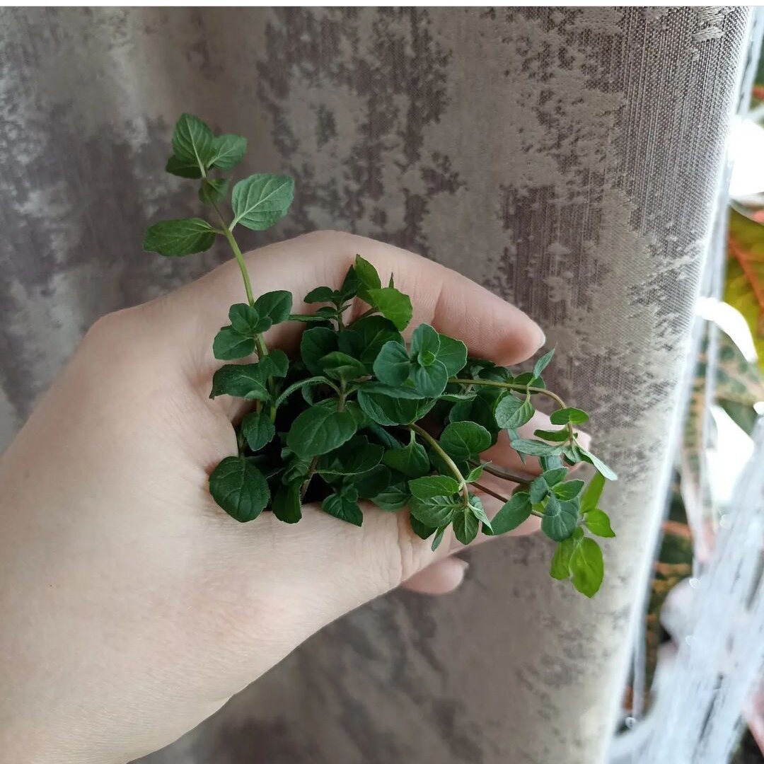 Моя мята, приготовленная для чая. 