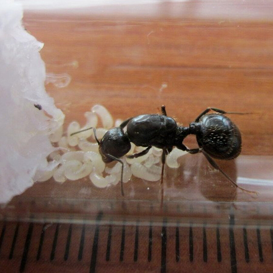 Мать одиночка с детьми