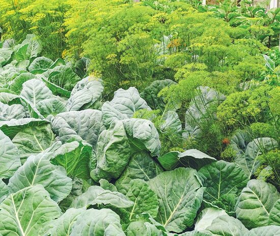 Как улучшить вкус овощей (посадка)