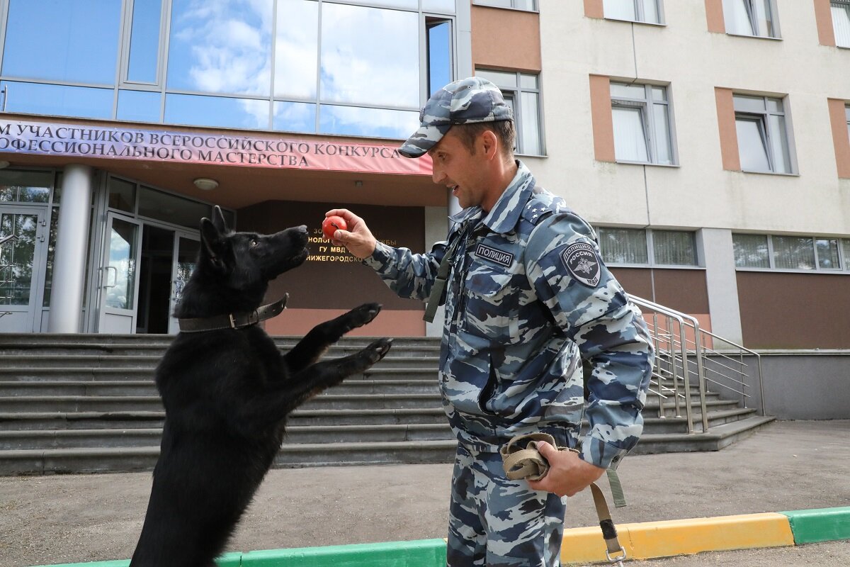    Всероссийский конкурс МВД среди кинологов открылся в Нижнем Новгороде Пресс-релиз
