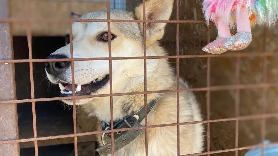 Приют дорога. Приют для животных Сургут дорога домой. Приют для животных Салехард дорога домой. День открытых дверей в приюте для собак. Дорога домой приют СПБ.