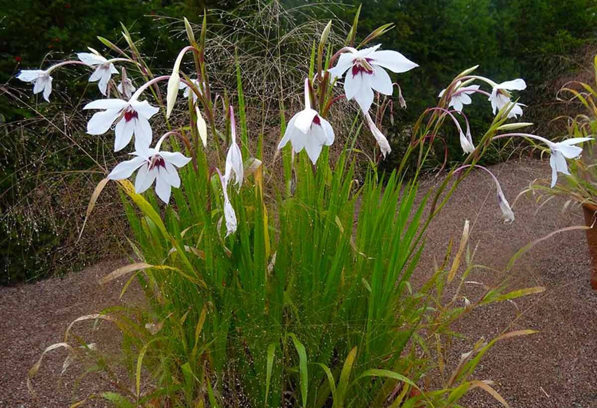 Acidanthera время цветения