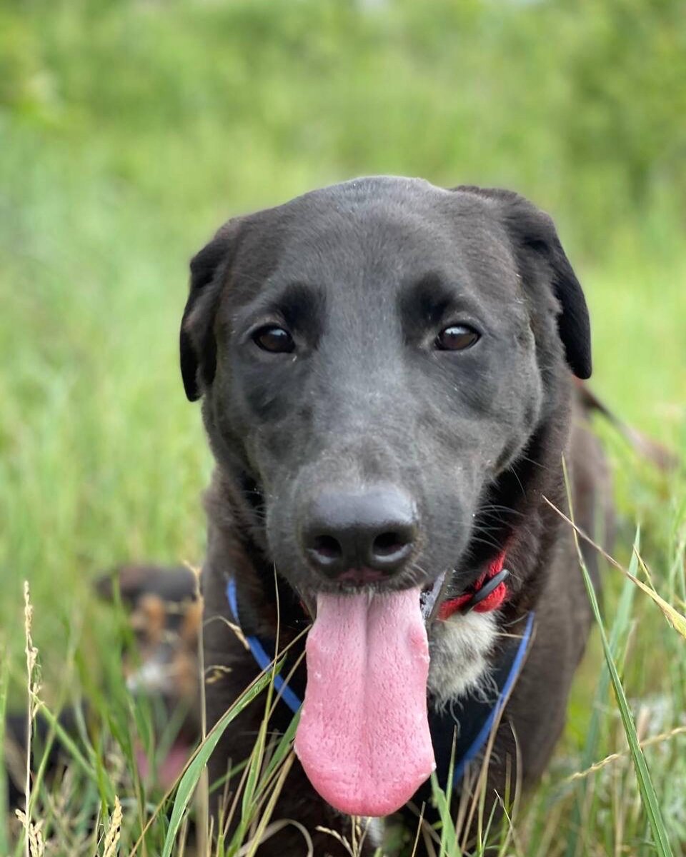 Выпей кофе - помоги Киану из приюта Некрасовка 