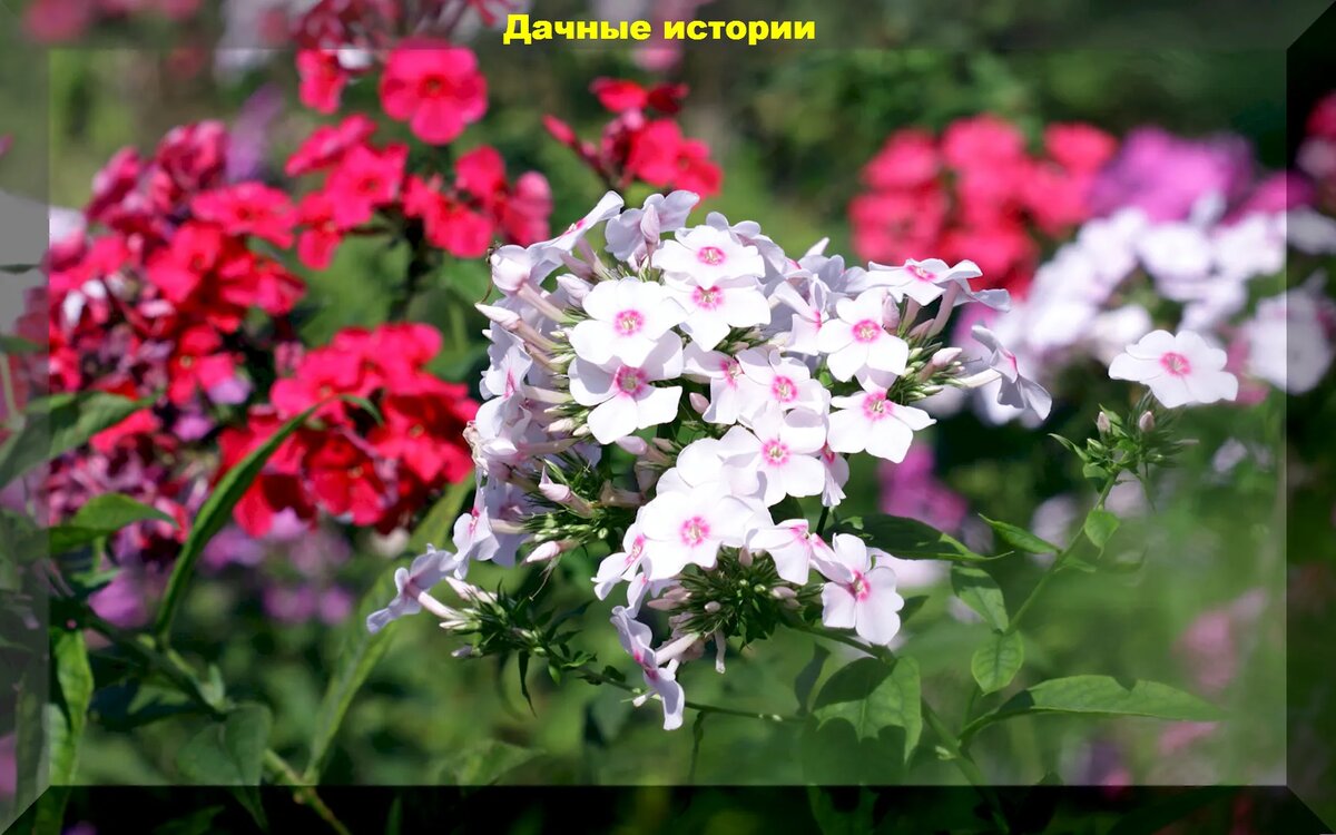 https://vk.com/photo-159774511_457255332