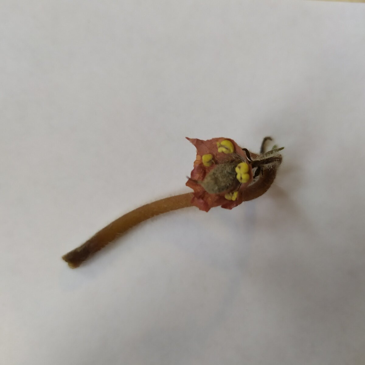 Семенная коробочка