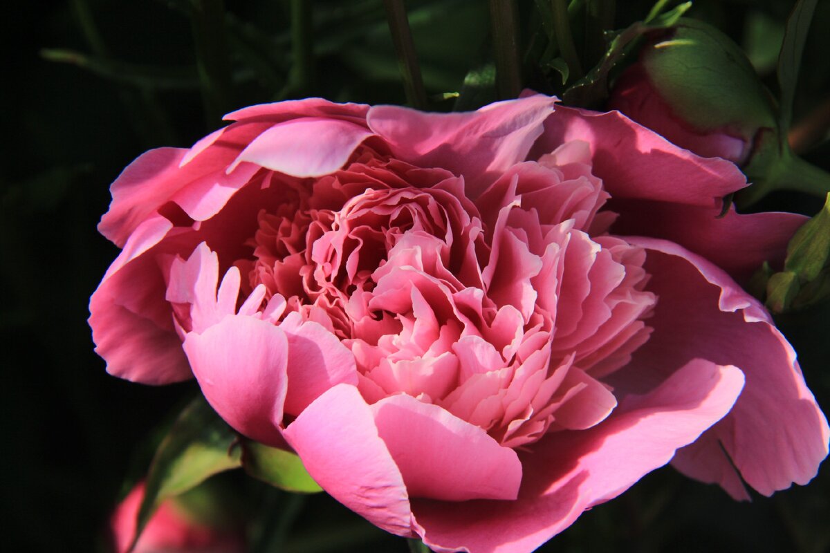 Розовый пион из моего сада