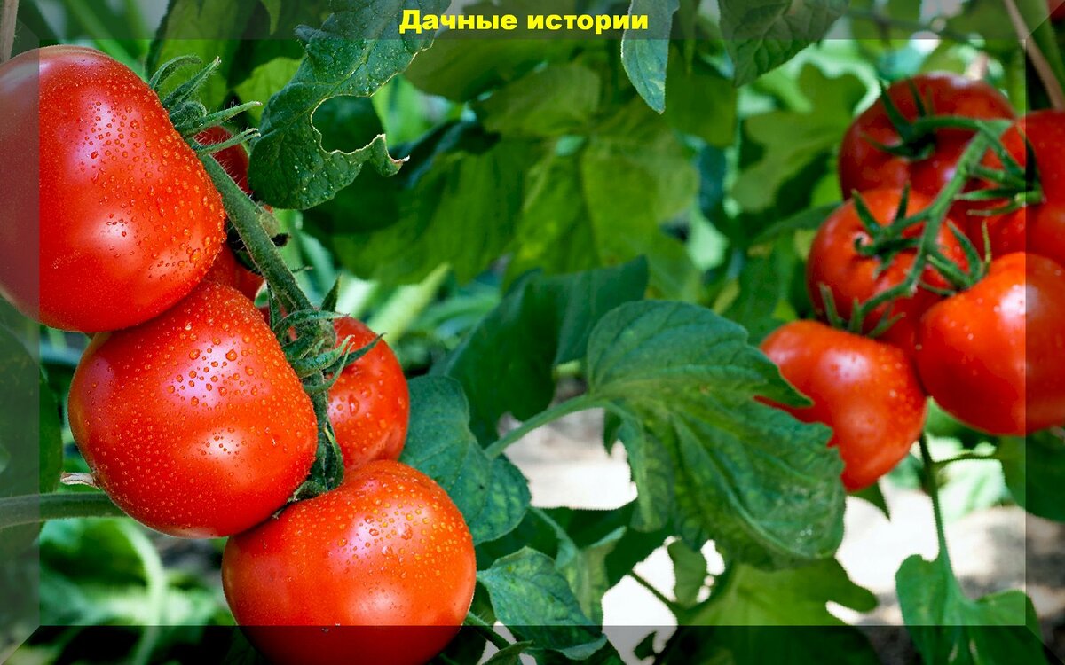 https://vk.com/photo-159774511_457244013