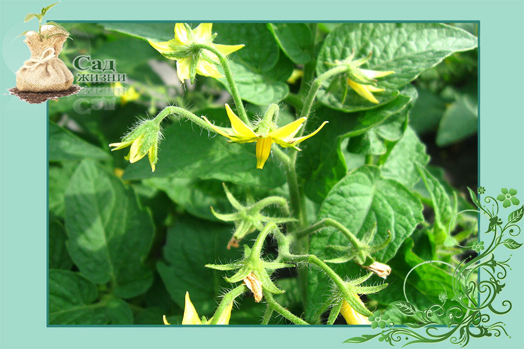 Работы в июне в теплице с томатами