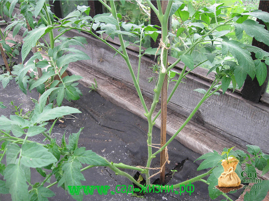 Мы оставляем пасынки на высокорослых гибридах