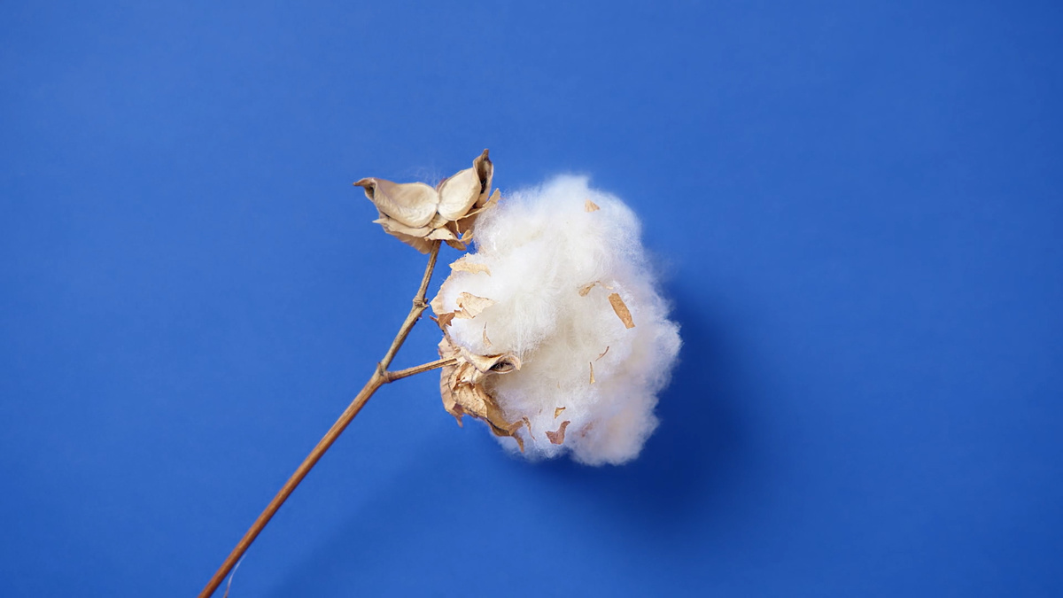 Самые известные марки длинноволокнистого хлопка - американский Supima и египетский Giza, также есть индийский, австралийский и китайский длинноволокнистый хлопок.