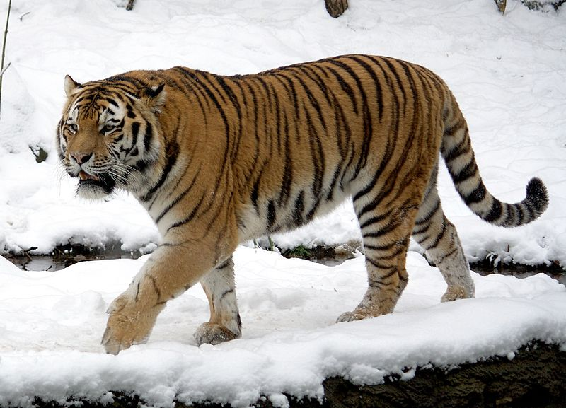 Какой тигр сильнее: амурский или бенгальский | Заметки о животных | Дзен