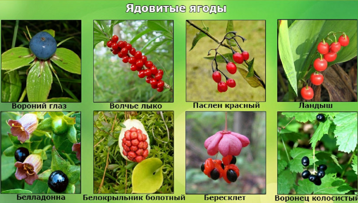 Лесные ягоды ядовитые и съедобные. Съедобные и несъедобные ягоды. Съедобные и ядовитые ягоды. Ядовитые и несъедобные ягоды. Ягоды съедобные и несъедобные лесные ягоды.