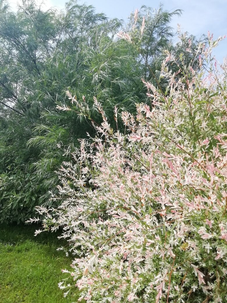 Ива Хакуро Нишики