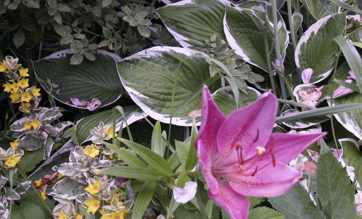 В саду отдыхают все пять чувств сразу. Ханна Район