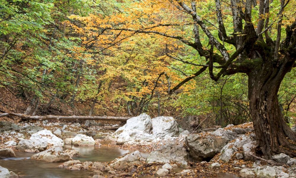 Каньон в Крыму ай Петри