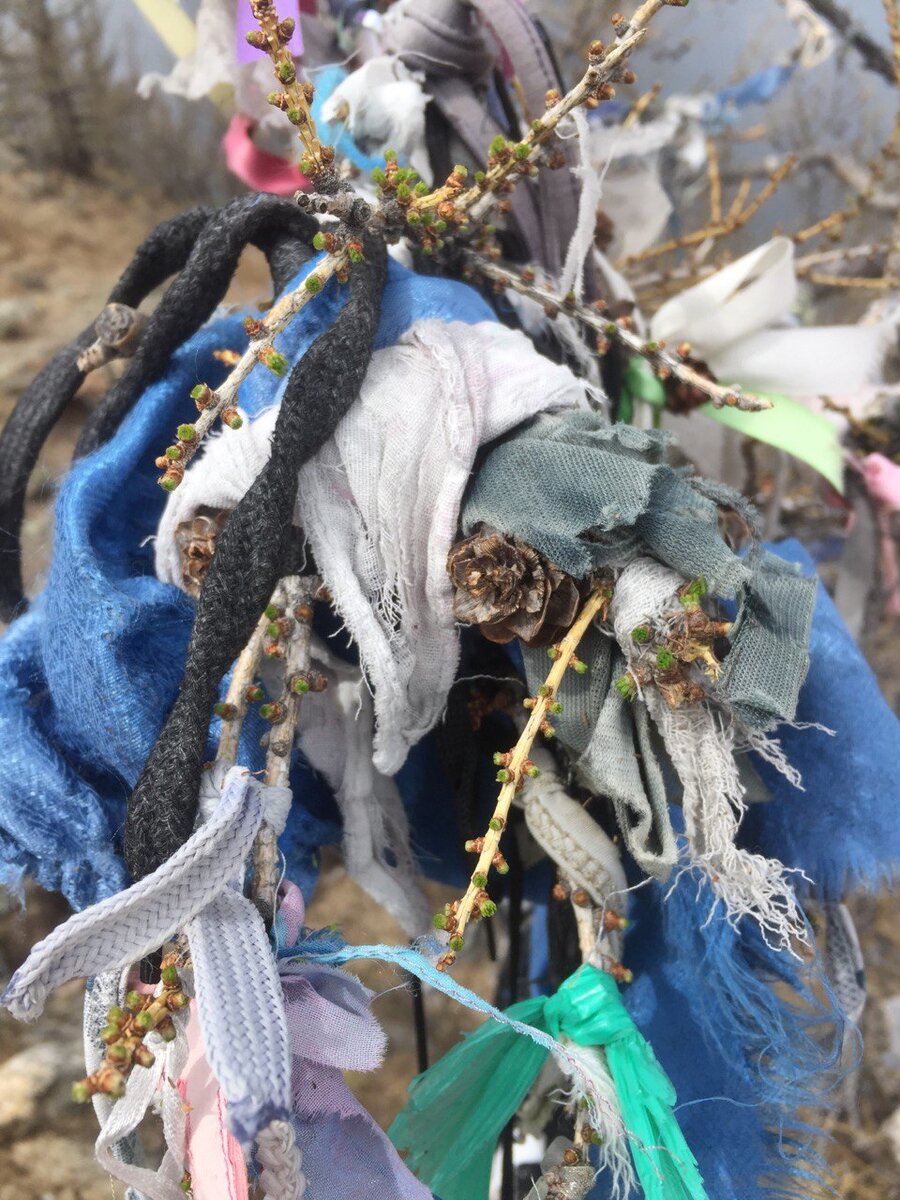 Дерево в священном месте