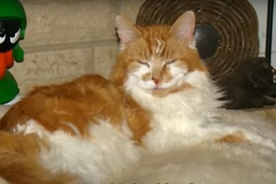 Кот Раббл. Источник фото: news.myseldon.com