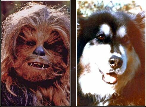 Чубакка и его "прототип" - аляскинский маламут Индиана. фото из открытого источника. 