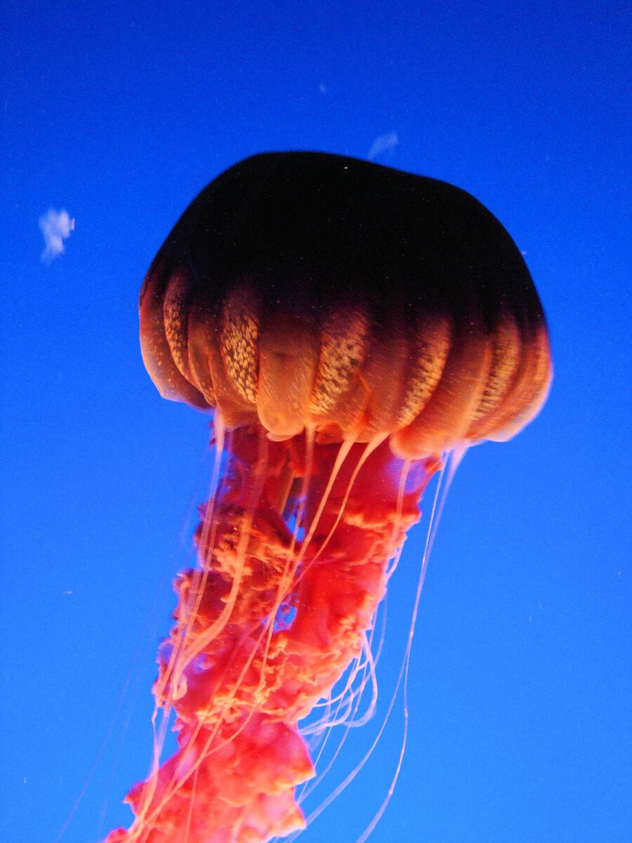 Медуза Атолла