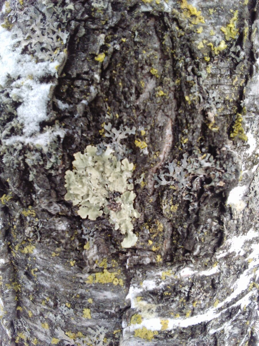 Повсеместно можно встретить такие фрагменты лишайников, но для декора подходят более мощные "шапки", которые растут довольно долго