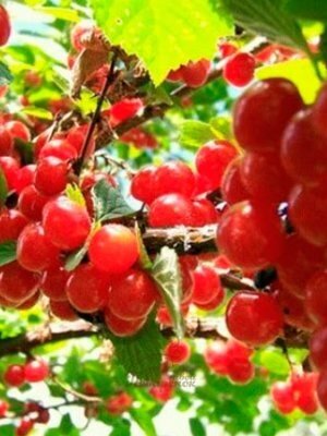 Ингредиенты