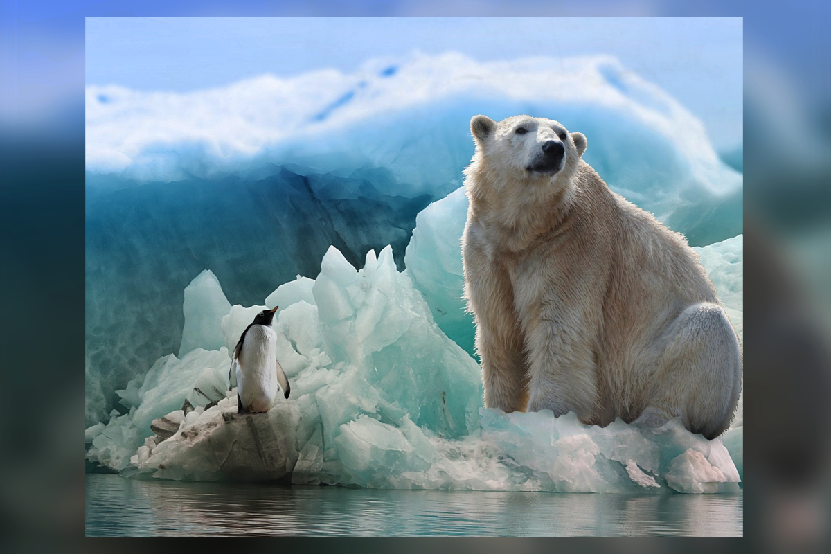 Почему медведи не едят пингвинов загадка. Почему медведи не едят пингвинов загадка. Белый медведь ест пингвина. Почему медведи не едят пингвинов загадка. Почему белые медведи не едят пингвинов загадка.