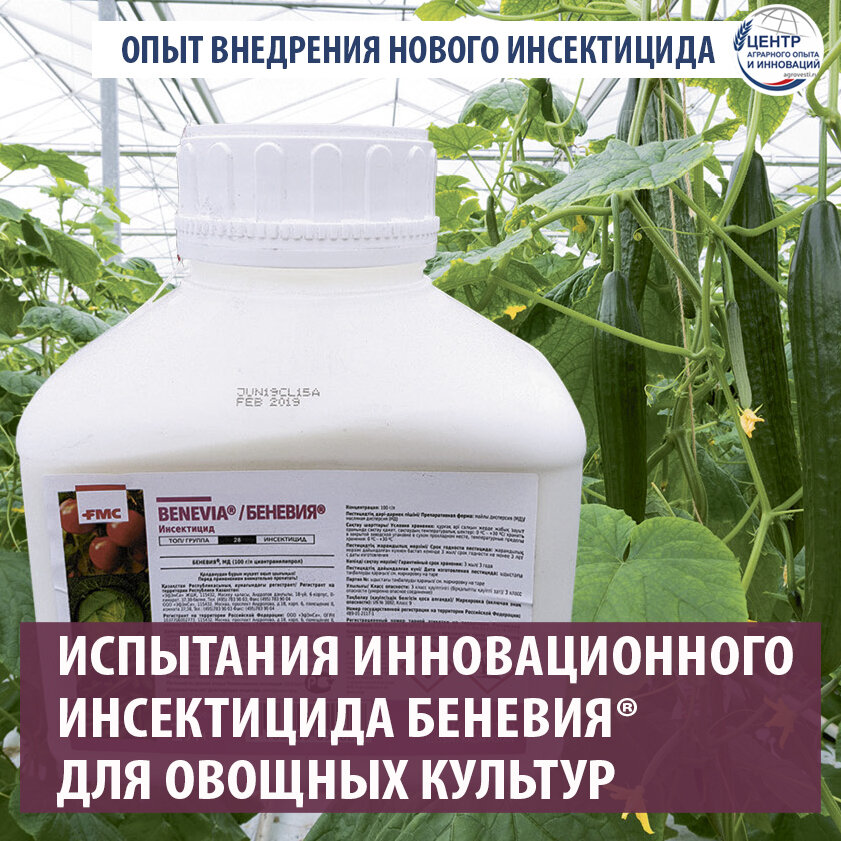 🔺В 2020 году в Федеральном научном центре овощеводства (Московская область) был заложен опыт по применению инсектицида Беневия® на основе уникальной молекулы Циазипир®.