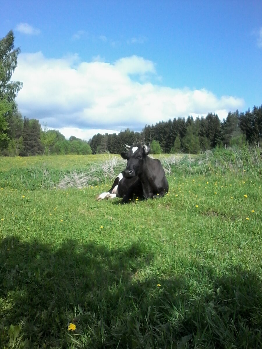 Моя " старушка" отдыхает