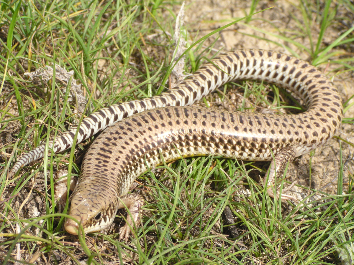 Щитковый сцинк (Eurylepis taeniolatus) с регенерированным кончиком хвоста. Фото: Андрей Затока