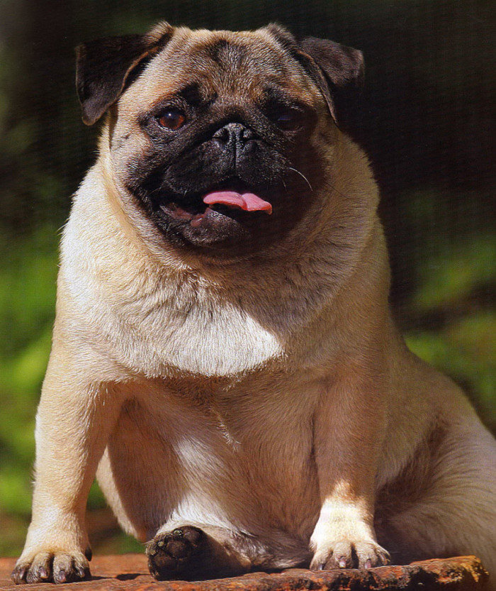 источник фото - Яндекс картинки