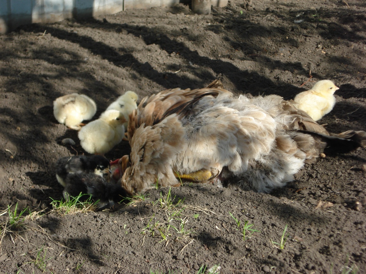Мама принимает пылевую ванну, а детки солнечную... Фото автора.