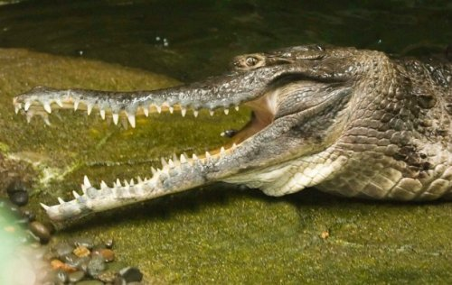 Редкие и необычные крокодилы | Илья Муромов | Дзен
