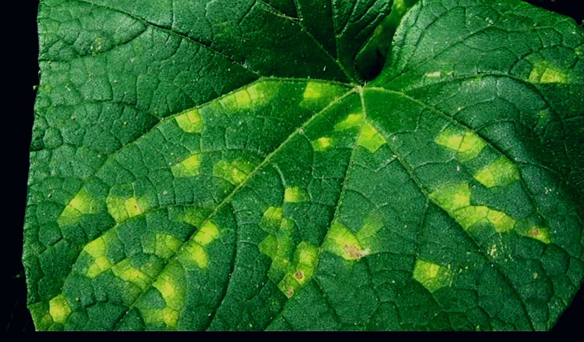 Пероноспороз