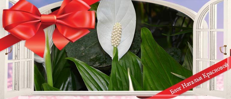 Фото: sovet-podarok.ru