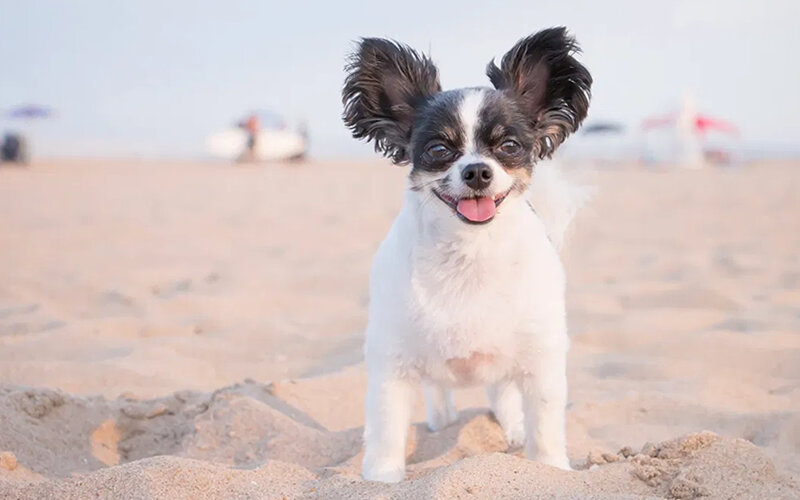 Удивлены? Фото wp.com