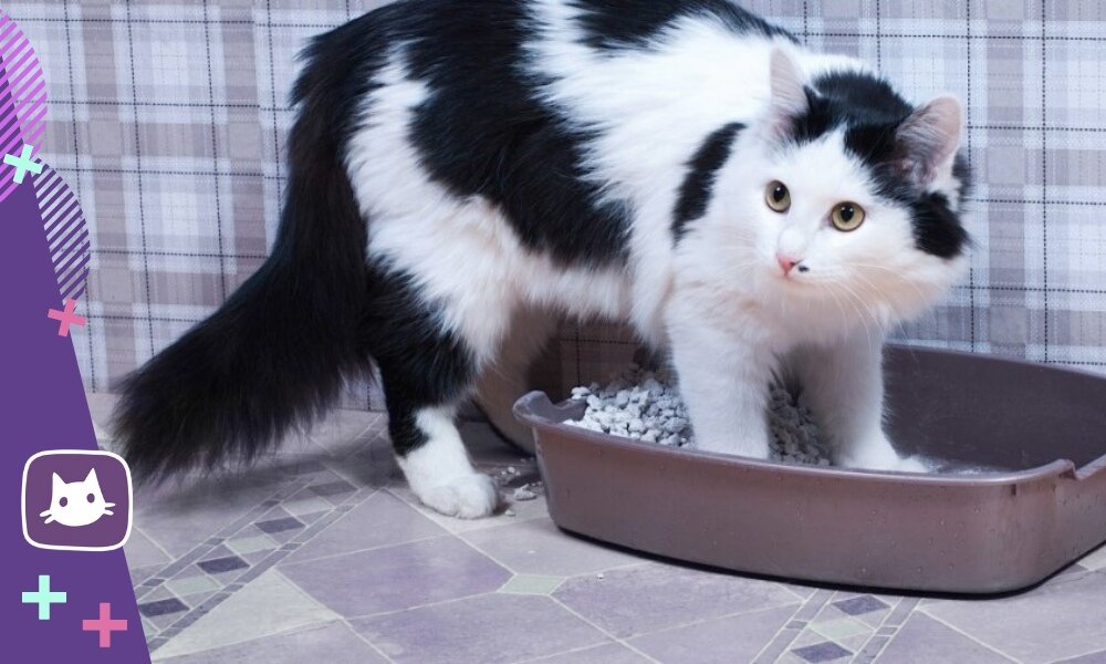 😿Профилактика МКБ у кошек: предупредить проще, чем лечить | Нос, хвост ...