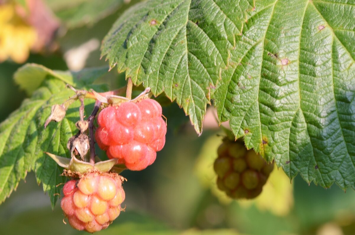 Мы — зелёные ещё "дзеники" (фото моё).