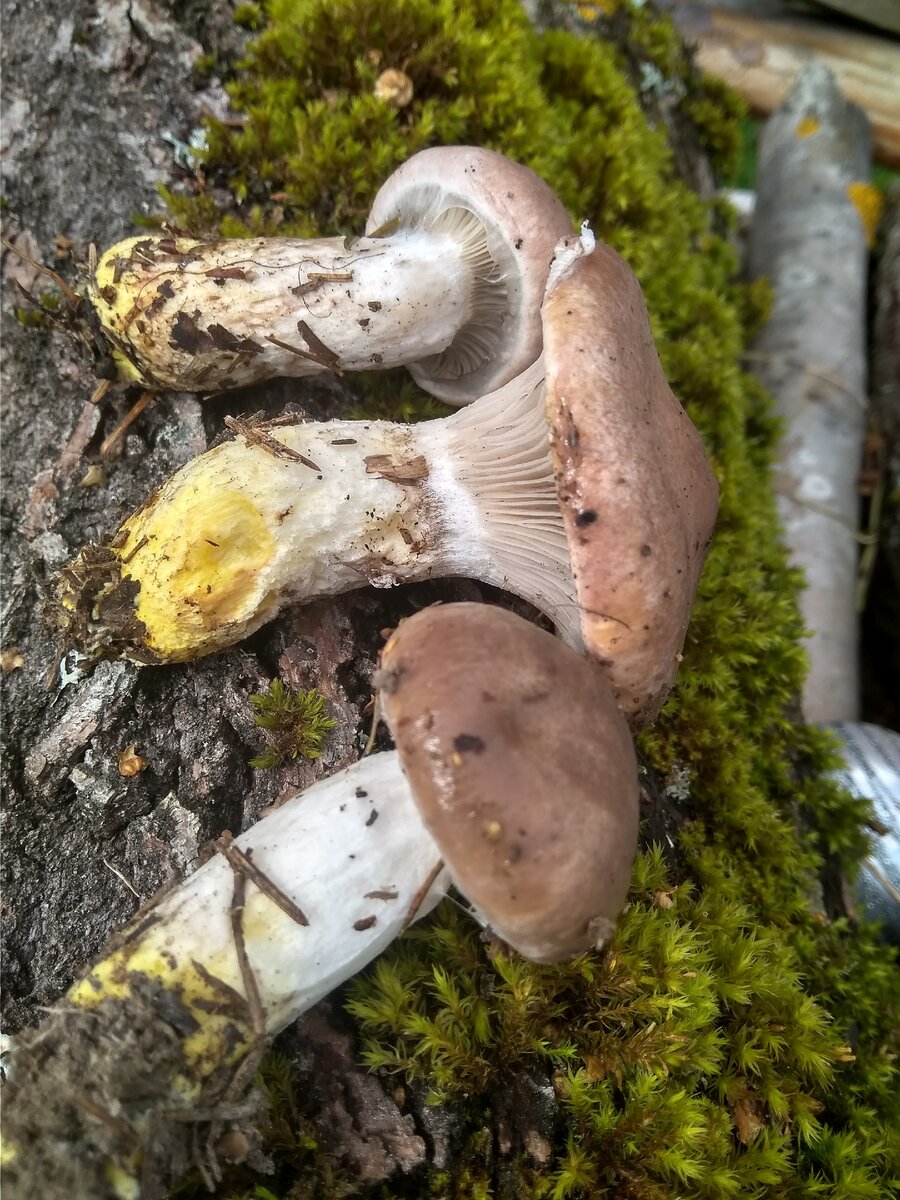 на фото авто гриб мокруха.