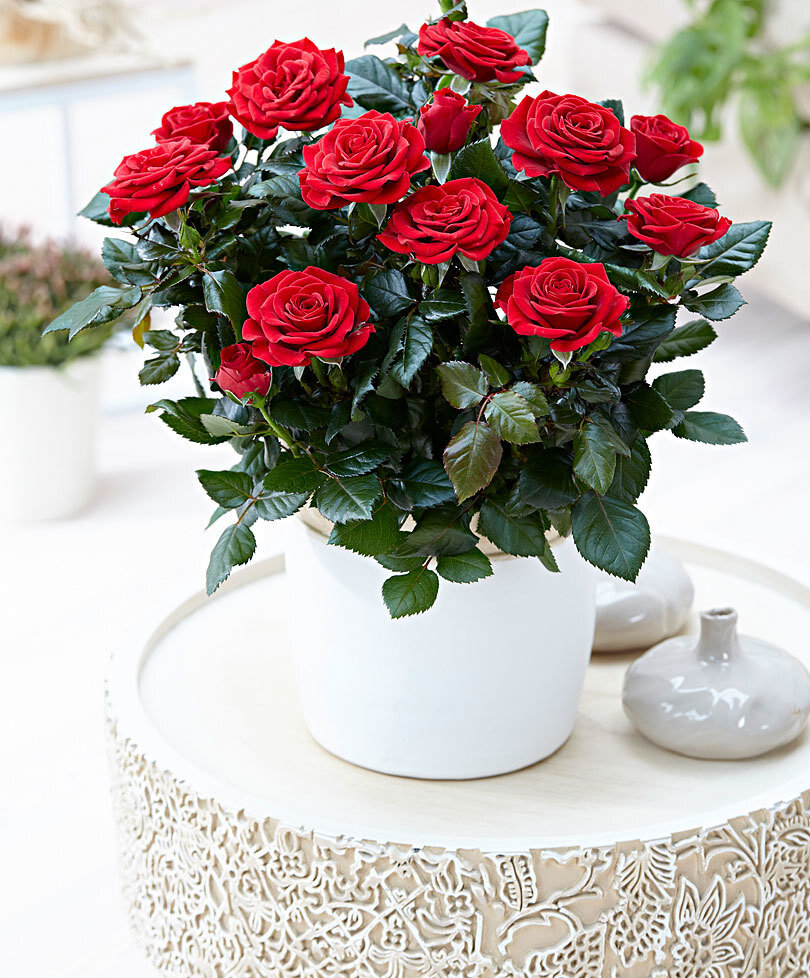  Новичку лучше купить розы в контейнерах, чтобы не отрезать лишнее или что-то больное, сильно поврежденное пропустить.  После покупки полейте хорошенько розу в продажном горшке. Сажайте цветок вечером. Выкопайте посадочную яму по размеру горшка. Аккуратно выньте из него земляной ком вместе с корнями и установите на дно ямы. Засыпьте пустоты землей, легонько утрамбуйте и полейте. Если Вы решились купить розу с открытыми корнями, то корешков должно быть много. У надземной части сформировались 3-5 побегов. Оптимальный возраст саженца 2-3 года. Перед посадкой растение надо на ночь оставить в воде. В посадочной яме насыпать холм из смеси земли, удобрений, компоста и песка. На нем расправить корни  и послойно засыпать, поливая каждый слой. Для чего замачивать на ночь и поливать каждый слой при посадке? В первые 2-3 месяца корни должны жестко укорениться и пустить новые корешочки, а для этого ей надо много влаги, которую верхние поливы не смогут обеспечить.

Не усердствуйте. Несколько хорошо подобранных сортов принесут Вам больше наслаждения, нежели широкий ассортимент, с которым не будете успевать управляться. Когда научитесь ухаживать за розами на раз-два, тогда и расширяйте коллекцию дамского цветка.
Оптимальное место для посадки. Походите-побродите по своему участку, понаблюдайте за движением солнца. Розы нуждаются в 6-8 часовых солнечных ваннах. В холодных регионах посадка розы у стены или забора с южной и западной стороны минимизирует влияние зимы на цветы. Грунт – плодородный, богатый на минералы и органику, с хорошим дренажем – идеален. Обычно, так бывает не всюду. Определите состав почвы и постарайтесь приблизить его до эталона.
Правильное время. Лучше сажать розы весной, после последних заморозков. Можно это делать и осенью минимум за шесть недель до первых заморозков в Вашем районе. Это дает корням достаточно времени на укоренение. Не тяните с посадкой: купили и сразу сажайте. Самое оно, когда день будет пасмурным.
Дренаж и посадочная яма. Даже для посадки контейнерной розы выкапывают яму так, чтобы земляной ком входил туда свободно. Перед установкой розы сделайте дренаж. Розы не любят, когда их корни пребывают в переувлажнении. Если сажаете несколько кустов в одном месте, то оставьте им пространство в 90 см одного куста от другого. Это дает возможность розе расти свободно, а Вы сможете комфортно за ней ухаживать: поливать, обрезать, пропалывать, осматривать.  
Подкормки. Для получения богатого и красивого цветения, розовые кусты надо регулярно удобрять. Органика применяется каждый месяц. Она хорошо работает и стимулирует полезные микроорганизмы и удерживает баланс pH. Гранулированные минеральные удобрения обеспечат правильный баланс азота, фосфора, калия и других второстепенных питательных веществ. Содержание полезных веществ в синтетических удобрениях выше, чем органических. Их вносят минимум один раз весной и один раз осенью. Только-что посаженную розу с голой корневой системой подкармливают только органикой, чтобы не навредить новым корешкам. Химию дают, когда она зацветет. Следуйте инструкции по применению, размещенной производителем.   
Живительная влага. Розы любят, когда почва постоянно пребывает в увлажненном состоянии. Количество и частота поливов будут зависеть от типа почвы и климата. Розы, растущие в песчаных почвах нуждаются в частых поливах, чем в более тяжелых глинистых землях. Горячие и сухие условия тоже способствуют тому, чтобы участить поливы. Не поливайте розы по листьям! Им потребуется эквивалент 2,5 см осадков в неделю (25 л воды на 1 м²).
Обрезка. Современные розы не требуют сильной обрезки. Лучше всего основную обрезку проводить ранней весной. Во-первых, удалите все мертвые и поврежденные ветки, а затем сократите на от трети до половины роста прошлогодние здоровые части. Летом обрезайте отцветшие цветки и кисти для стимуляции появления новых. У привитых роз иногда могут появляться дикие отростки, которые надо отрезать максимально близко к основанию обязательно. Такие дички могут убить культурный сорт.
клоп
клоп

Здоровые розы. Лучший способ предотвратить появление болезней — выбрать устойчивые к болезням сорта. Эти растения отбираются и размножаются для того, чтобы противостоять самым роковым болезням, включая мучнистую росу и черную пятнистость. МР обычно появляется летом, когда дни жаркие и сухие, а ночи холодные и влажные. Контрольными признаками являются скрученныу листья и порошкообразный налет. Обрезка куста роз обеспечивает циркуляцию воздуха и помогает предотвратить пудровый налет МР. Черная пятнистость — грибковое заболевание, поднимающееся от основания растения к верхушке, вызывающее опадание листьев. На их лицевой части появляются черные или коричневые круговые пятна. Поможет с ЧП справится правильная обрезка и полив растения только по площади залегания корневой системы. Розами питаются вредные насекомые: тля, паутинные клещи, пилильщики и другие. Большинство вредителей уничтожают инсектицидами. С тлей можно бороться рано утром сильной струей из шланга, которая будет ее смывать.    

Демонстрация. Без любования не будет наслаждения. Это тоже своего рода ритуальная часть по уходу за розами. Мы их ценим за аромат, устойчивость и цветы. Самые красивые розы в мире – это те, что выращены собственными руками.