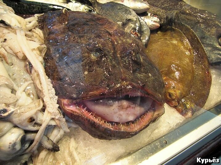 Морской чёрт (Ист. изобр. https://pixabay.com/)