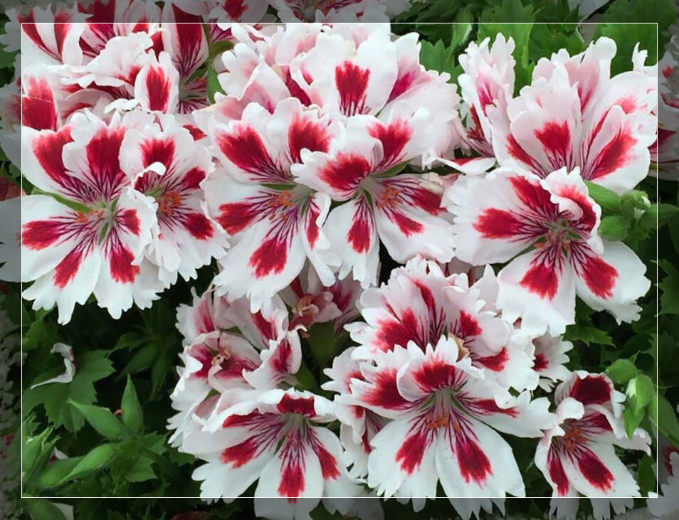 Пеларгония