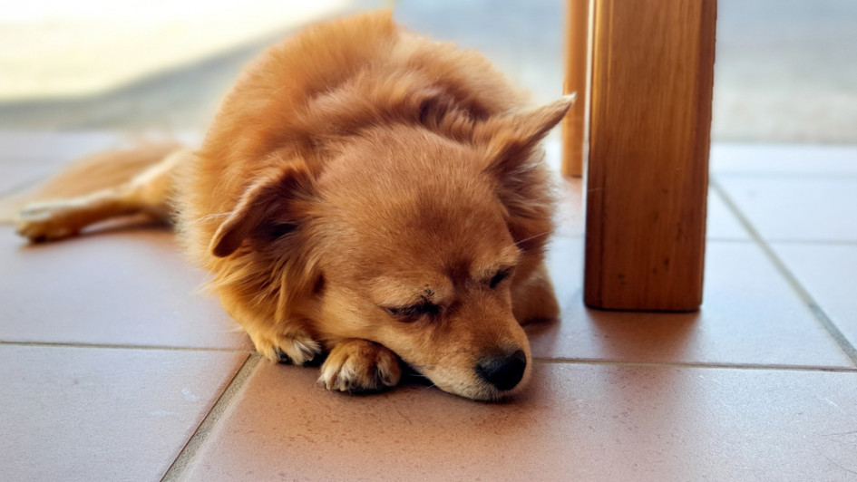 Лучший  пол в квартире для домашних питомцев — керамогранит (Фото: Nicholas Ahonen/shutterstock)