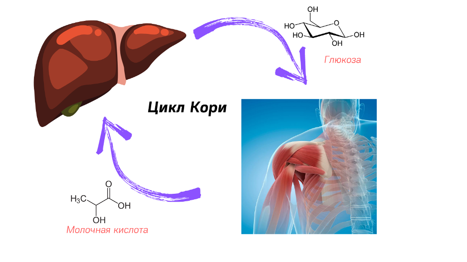 Молочная кислота в мышцах