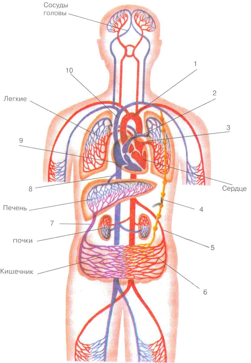 Кровоснабжение организма человека схема
