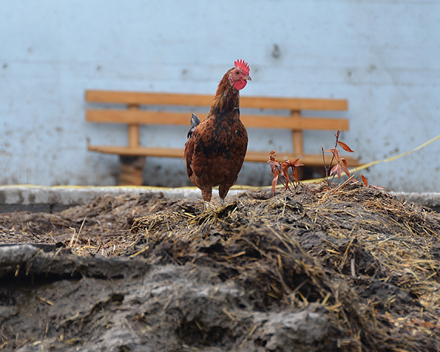 Фото: Яндекс.картинки