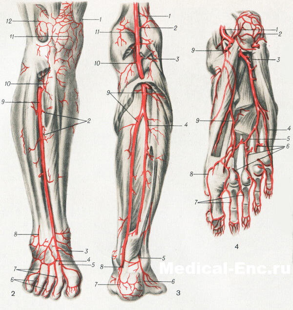 Артерии стопы схема