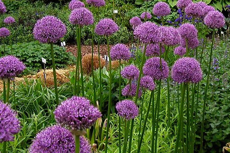 Лук шалот-Allium-stipitatum