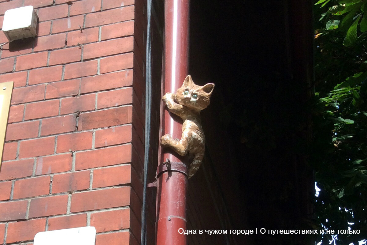 Несколько лет назад Зеленоградск объявил себя городом кошек.-2-3