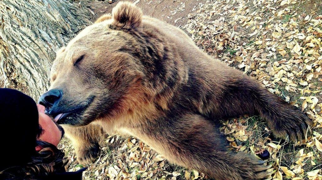 Медведь и человек